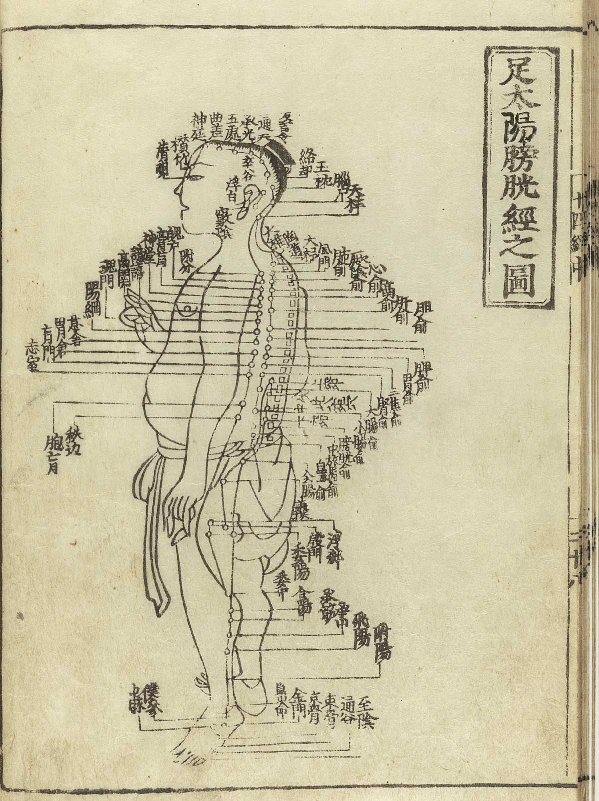 TCM acupuncture meridian for chi flow energy